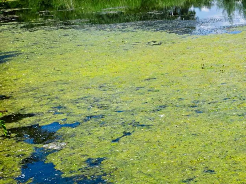 Application of Algae-based Fertilizer Production Line