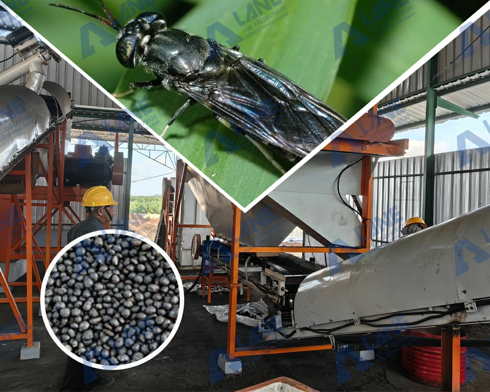 Black Soldier Fly Organic Fertilizer Production Line: How We Customize 1 Solution for BSF Compost Processing