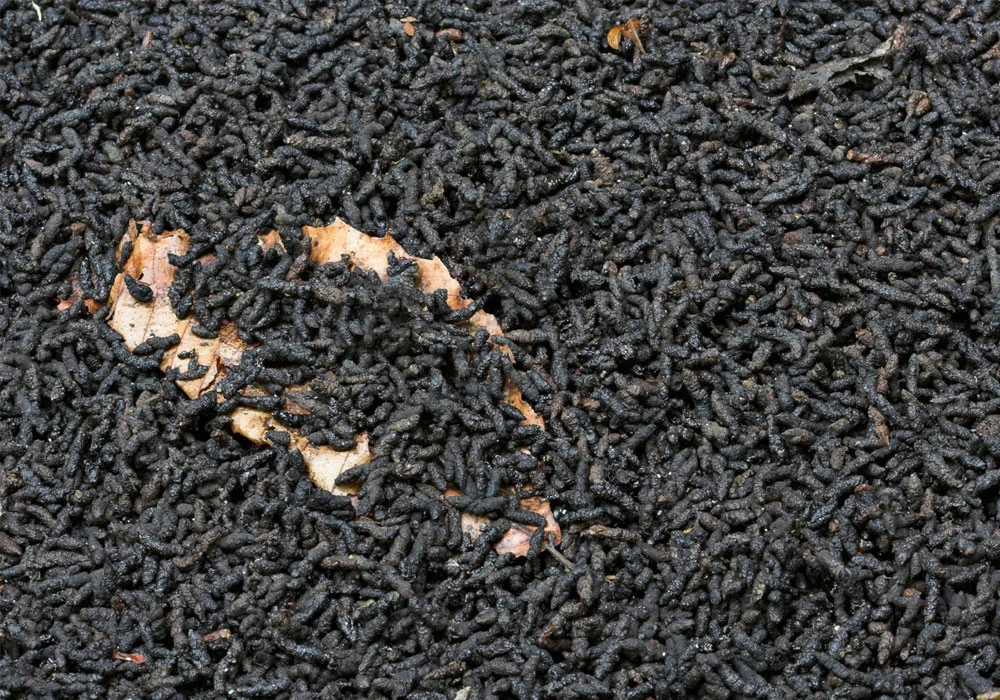 How to Make Bat Guano Fertilizer