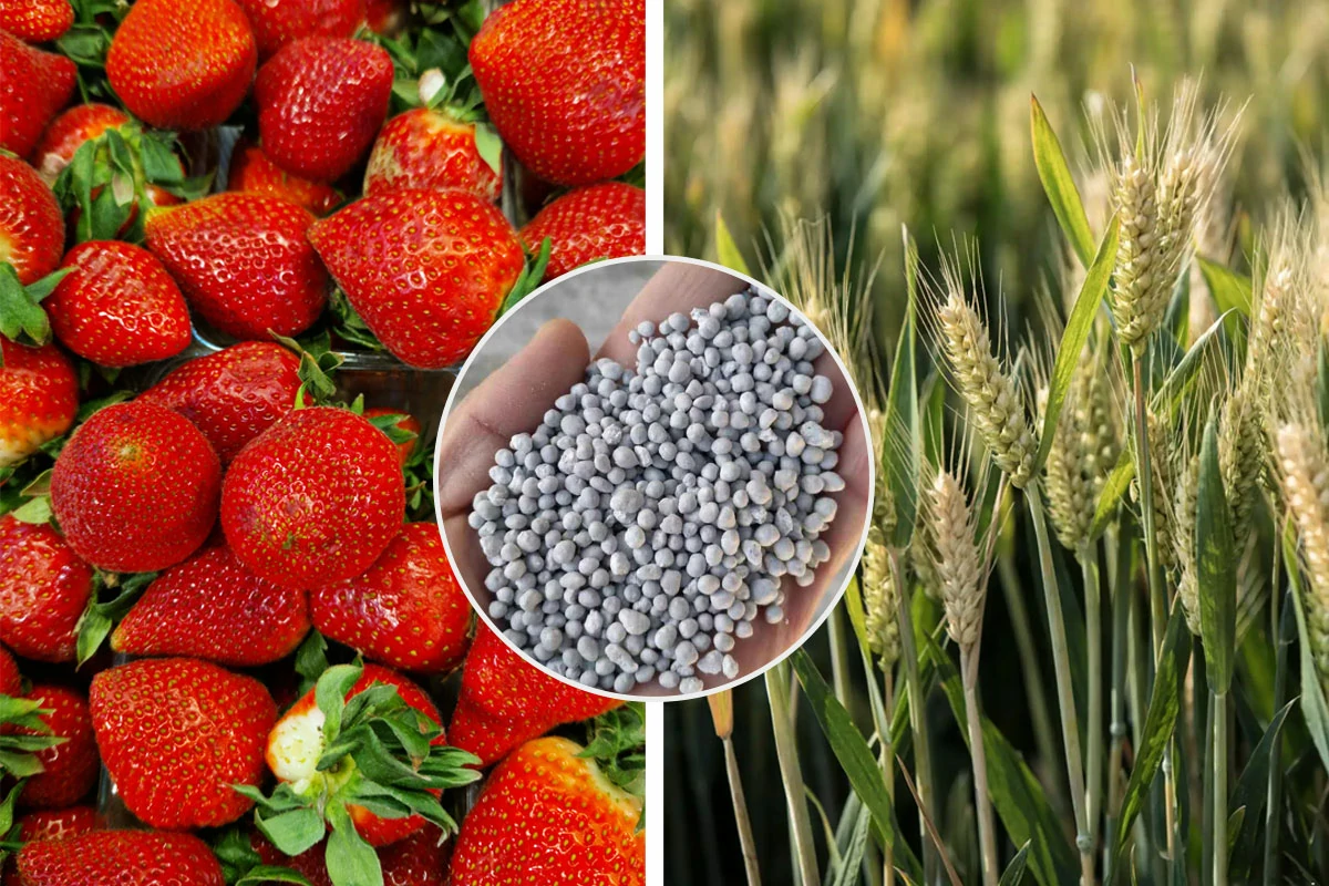 NPK-Fertilizer-Manufacturing-Plant