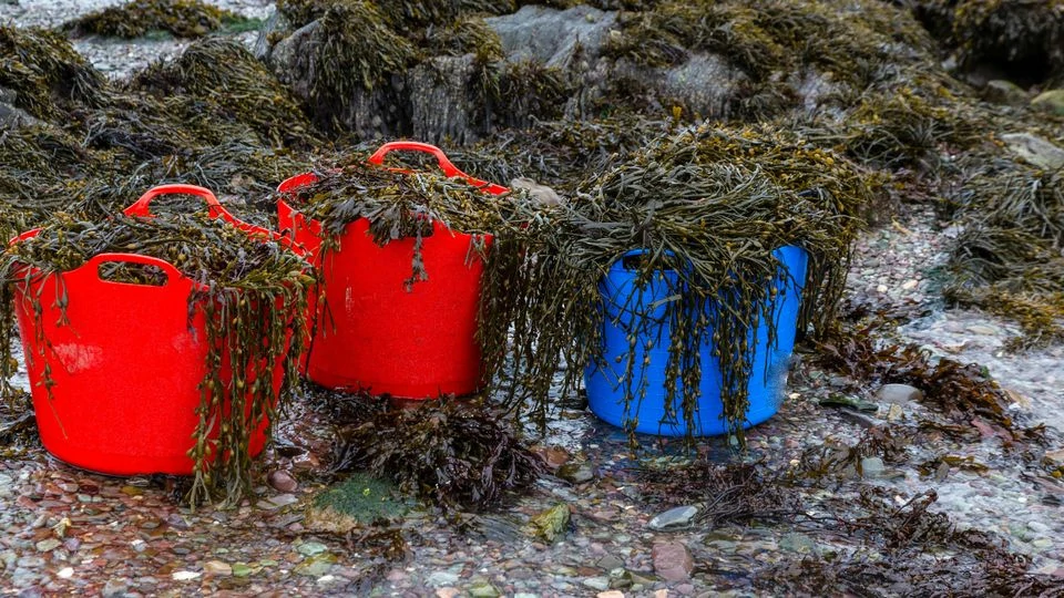 Produce Liquid Seaweed Fertilizer