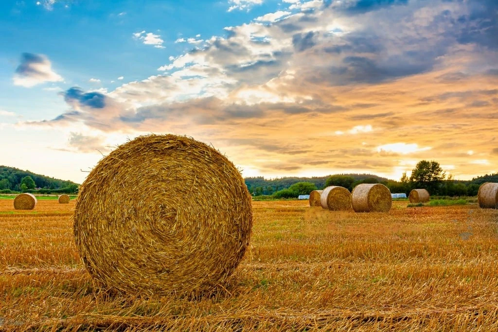 agricultural waste in middle east