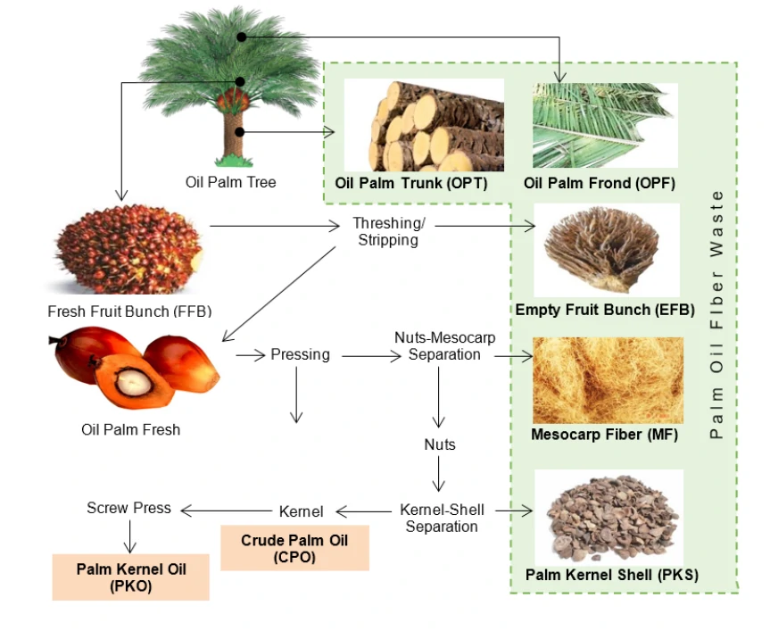 oil palm as organic fertilizer