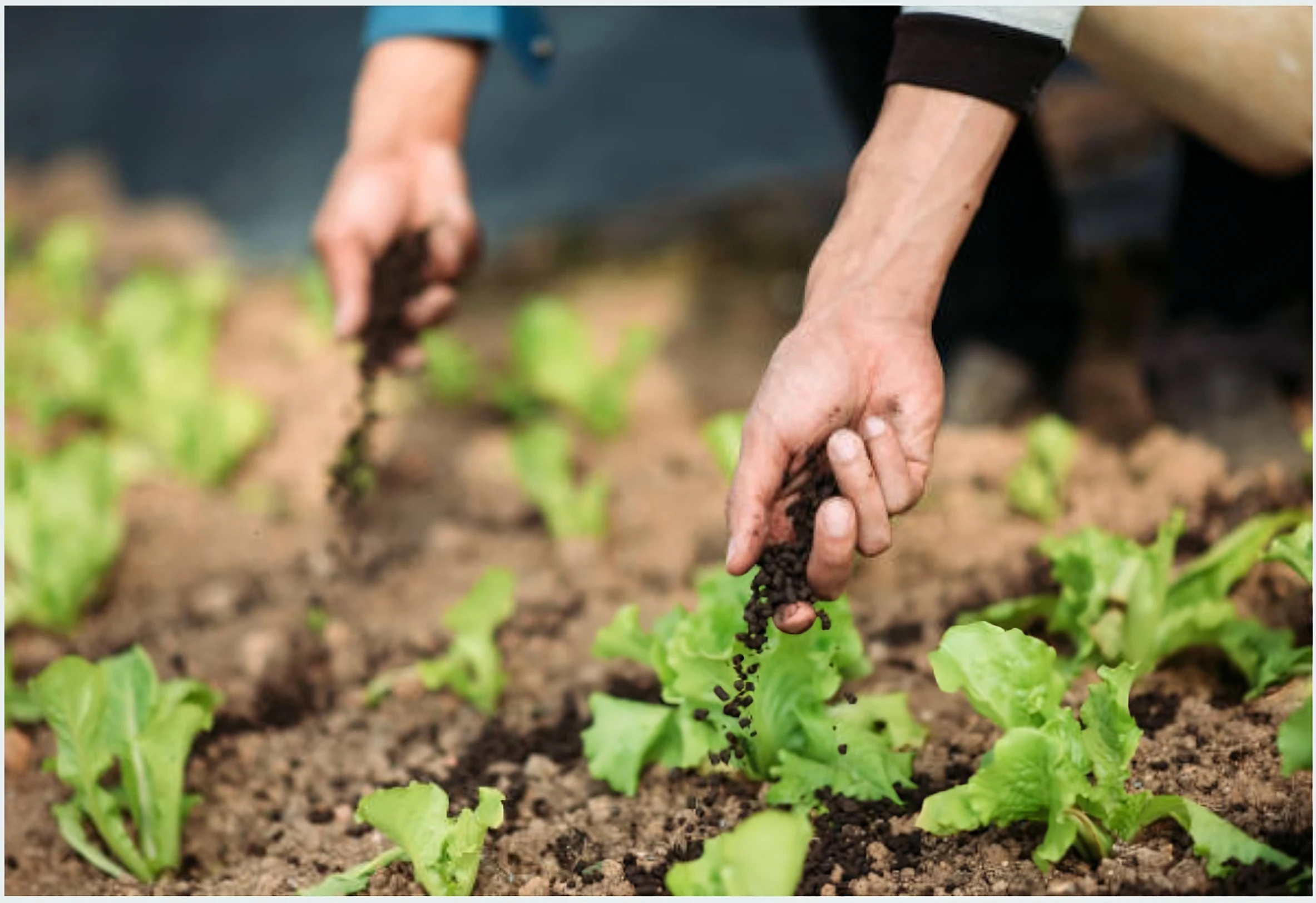 organic fertilizer market in Indonesia