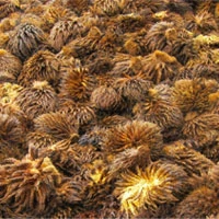 Empty Fruit Bunch (EFB)